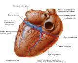 Anatomie:hart,longen,mediastinum,vagus,azygos,trachea,bronchus,vena cava,slokdarm,oesophagus,larynx,cor,diaphragma